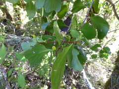 Peraxilla colensoi