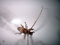 Acalolepta rusticatrix