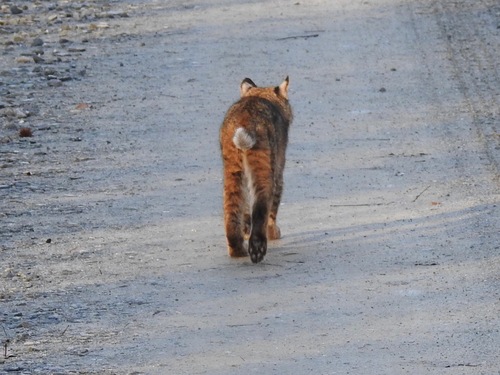 Bobcat photographed in Virginia