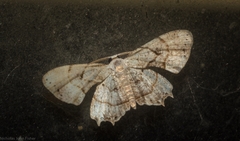 Epiplema quadristrigata