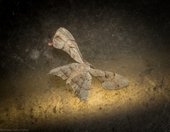 Epiplema quadristrigata