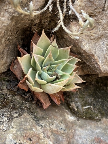 Graptopetalum bartramii