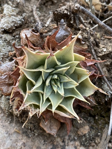 Graptopetalum bartramii