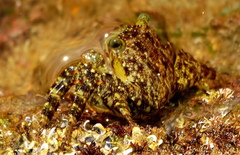 Grapsus tenuicrustatus