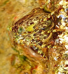 Grapsus tenuicrustatus