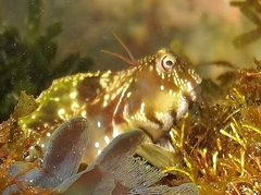 Istiblennius bellus
