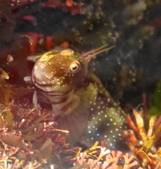 Istiblennius bellus