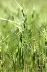 Aegilops biuncialis