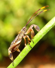 Phyllogonia limosa