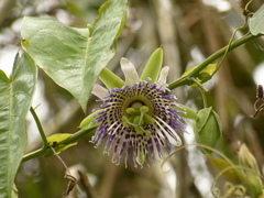 Passiflora ligularis