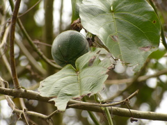 Passiflora ligularis