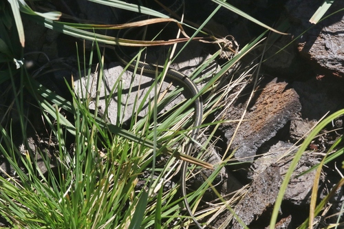 iNaturalist observation photo of Mountain Garter Snake