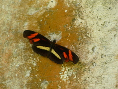 Podotricha telesiphe