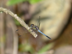 Cannaphila vibex