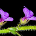 Sairocarpus pusillus - Photo (c) Alan Rockefeller, algunos derechos reservados (CC BY), subido por Alan Rockefeller