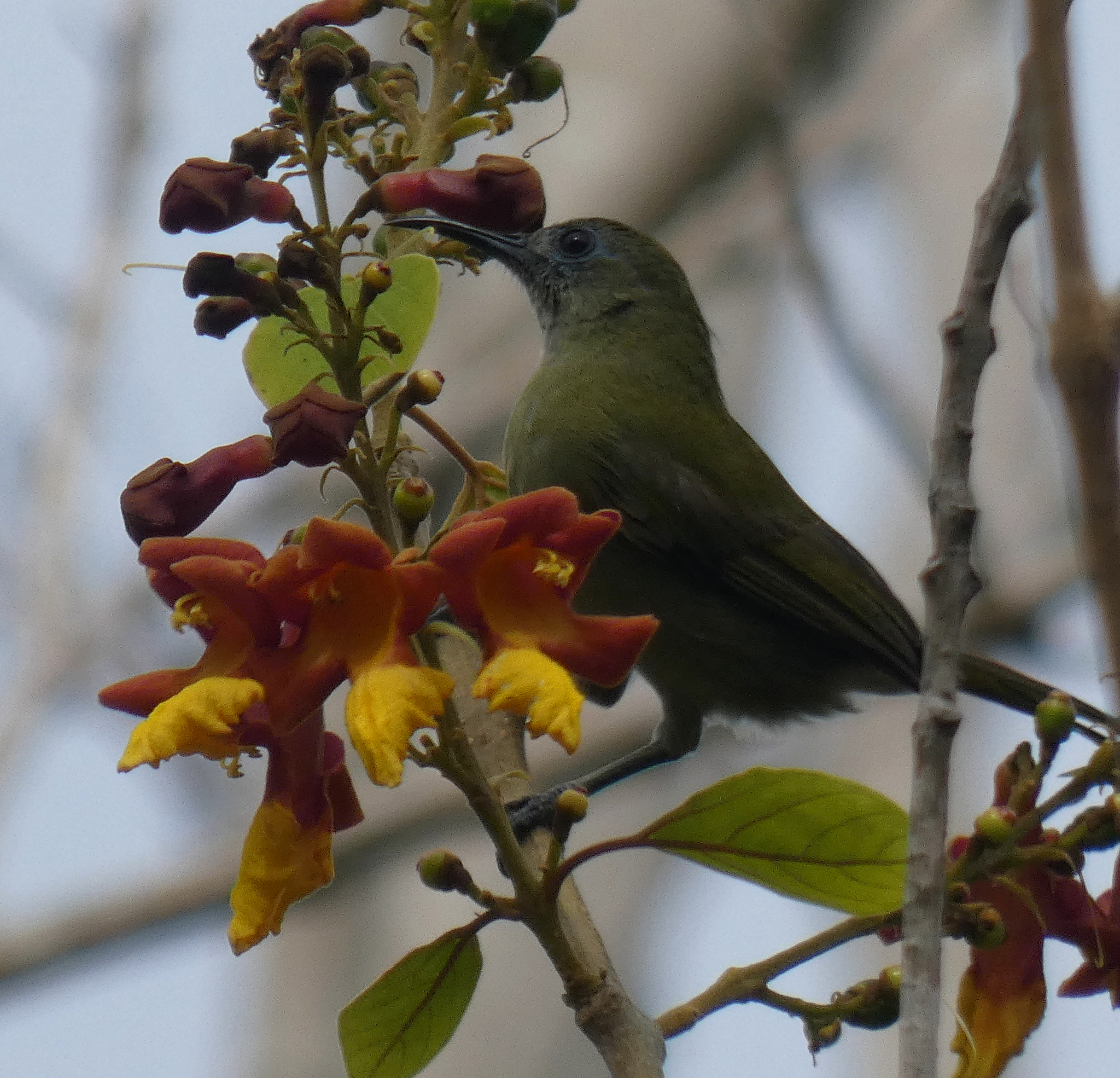 Sunda Honeyeater illustration