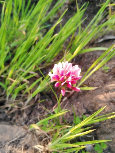 Image of Trifolium polymorphum by no rights reserved