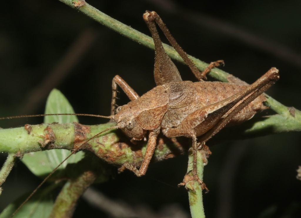Idionotus