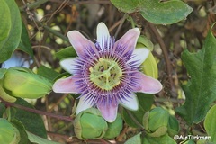 Passiflora alata × caerulea