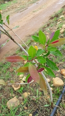 Syzygium guineense