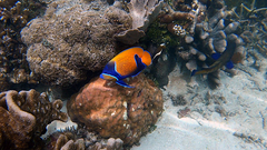 Pomacanthus navarchus