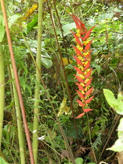 Heliconia dielsiana