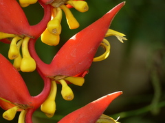 Heliconia dielsiana