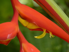 Heliconia dielsiana