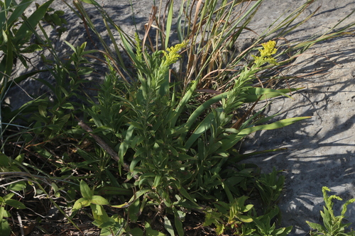 Image of Solidago juliae by (c) Reid Hardin, some rights reserved (CC BY)