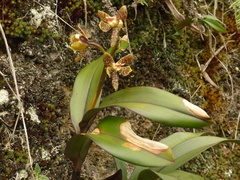 Prosthechea vespa