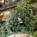 Cladonia fimbriata - Photo (c) Hans, μερικά δικαιώματα διατηρούνται (CC BY-NC), uploaded by Hans