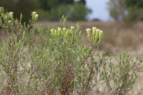 Image of Brickellia leptophylla by (c) Reid Hardin, some rights reserved (CC BY)