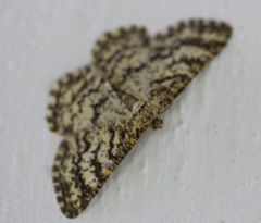 Heliomata glarearia