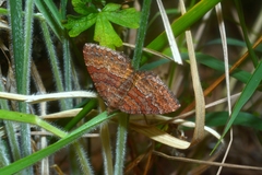 Chrysolarentia bichromata