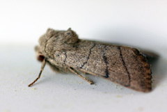 Charanyca trigrammica