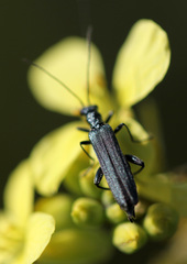 Oedemera lurida