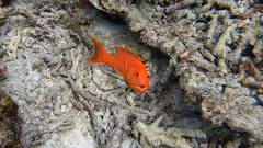 Variola albimarginata