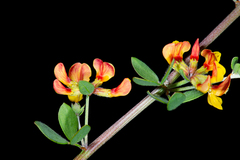 Acmispon watsonii