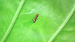 Bothrogonia ferruginea