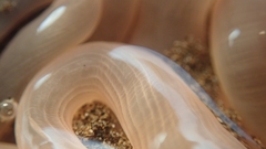 Paracondylactis sinensis