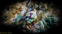 Colpodaspis thompsoni