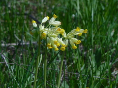 Primula veris macrocalyx