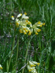 Primula veris macrocalyx