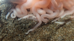 Paracondylactis sinensis