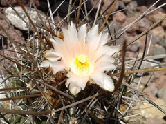 Thelocactus tulensis