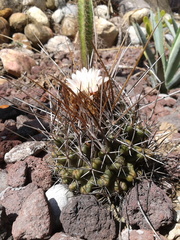 Thelocactus tulensis