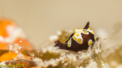 Colpodaspis thompsoni