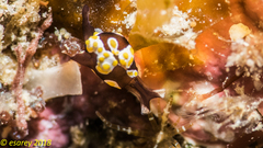 Colpodaspis thompsoni