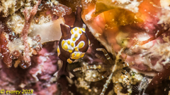 Colpodaspis thompsoni