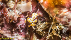 Colpodaspis thompsoni